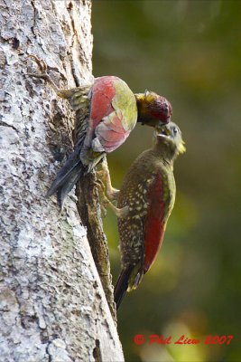 Crimson-Winged Woodpeckers Feeding
