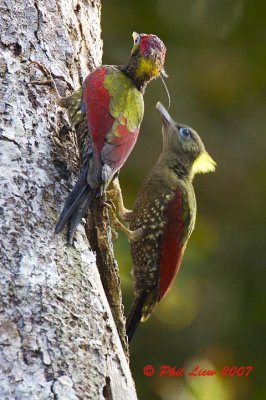 Crimson-Winged Woodpeckers Feeding