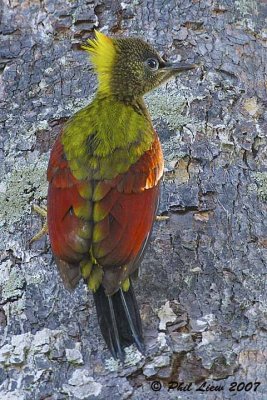 Crimson-Winged Woodpecker (Juvenile)