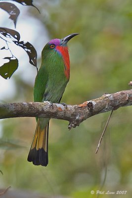 Red-Bearded Bee-Eater