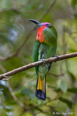 Red-Bearded Bee-Eater