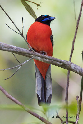 Scarlet-Rumped Trogon (Male)