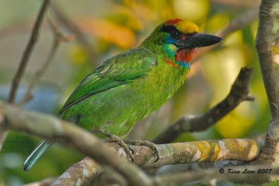 Red-Throated Barbet (Male)
