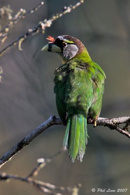 Fire-Tufted Barbet