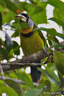 Fire-Tufted Barbet