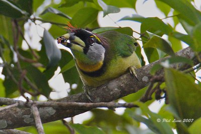 Fire-Tufted Barbet