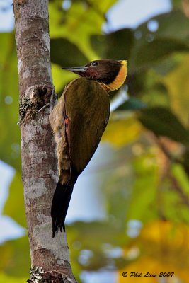 Greater Yellownape Woodpecker (Female).jpg