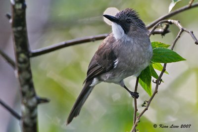 Ashy Bulbul