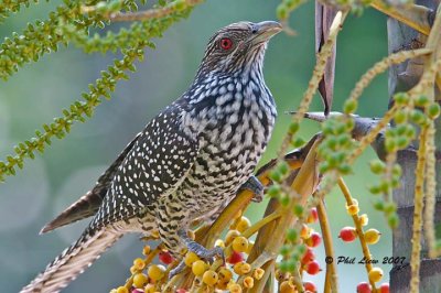 Asian Koel (Female)