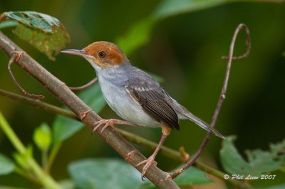 Ashy Tailorbird