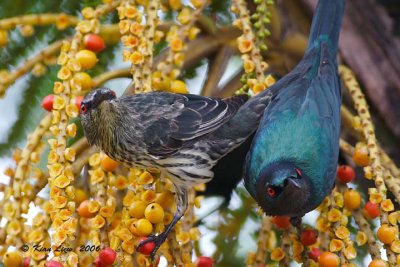 Asian Glossy Starling (Adult and Juvenile)