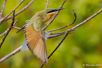 Blue-Tailed Bee-Eater