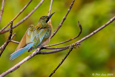 Blue-Tailed Bee-Eater