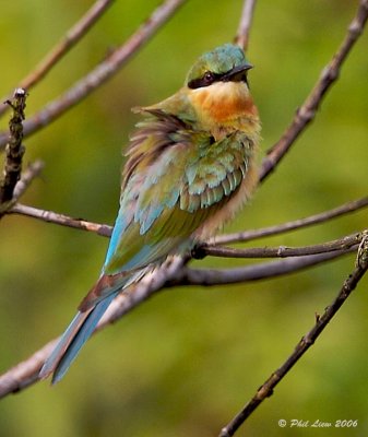 Blue-Tailed Bee-Eater