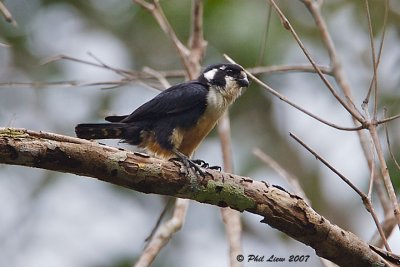 Black-Thighed Falconet