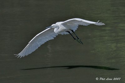 Egret - In Flight