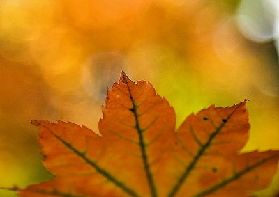 Autumn's colours VI