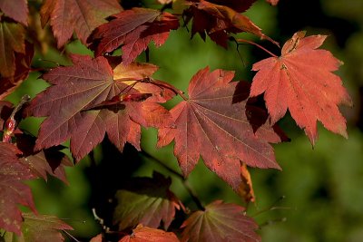 Autumn's colours VII