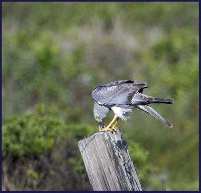 GreatNorthernHarrier.jpg