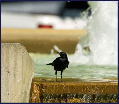 Brewer's Blackbird