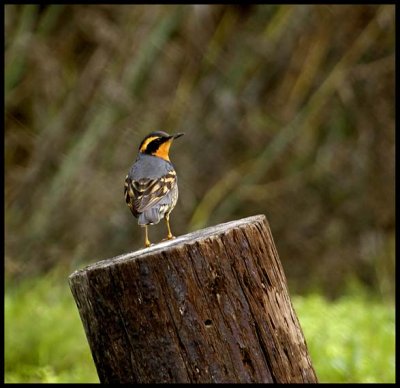 Varied Thrush