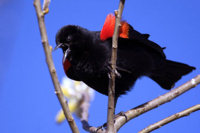 Red Winged Blackbird