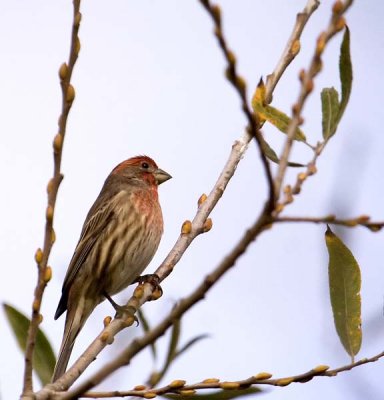 Housefinch