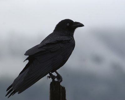 Raven