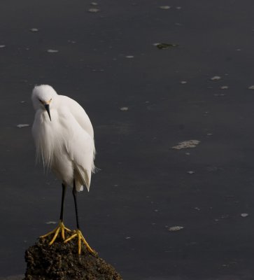 Snowy Egret