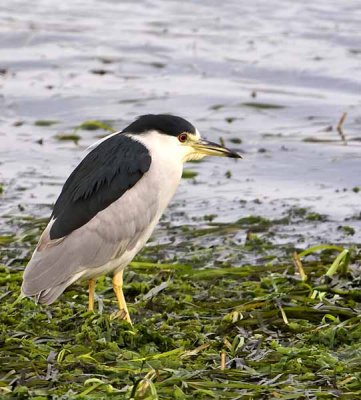 Black Capped Night Heron