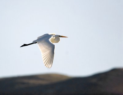 Great White Egret
