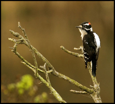 Acorn Woodpecker
