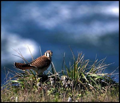 Western Kestrel ( Sparrow Hawk)