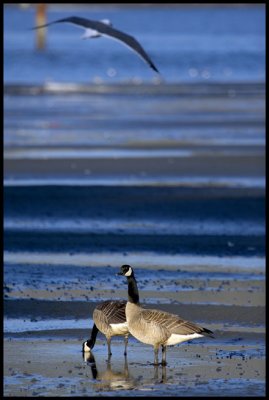 Canada Geese