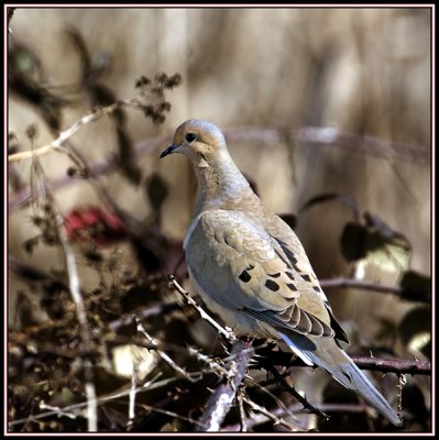 Mourning Dove