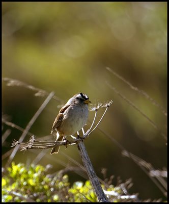 _MG_6056cp.jpg