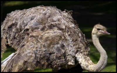 Ostritch