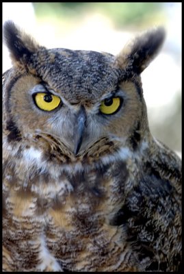 Great Horned Owl