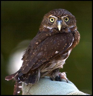 Burrowing Owl