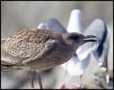 Immature Gull