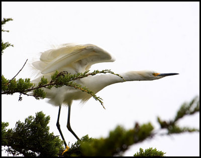 Great White Egret