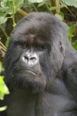 Ubumwe, the Amahoro Group's dominant silverback, welcomes us to the group.