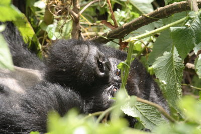One of the silverbacks relaxes in the vegetation.