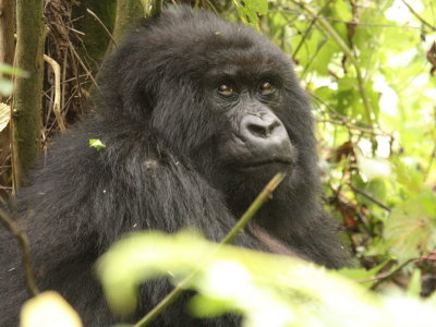 I believe this is one of the female gorillas named Karisimbi, the highest peak in the Virunga volcanoes range.
