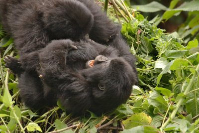 Two of the juvenile gorillas in the Amahoro Group tussle and play with each other.