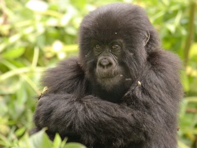 This is one of the group's young gorillas, I believe named Muhabura, after another of the Virunga Volcanoes.