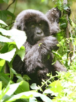 This gorilla appeared through a hole in the vegetation and posed for this portrait.