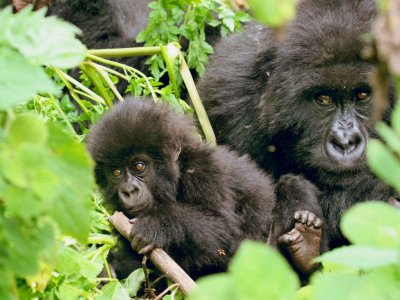 As we descended the lower slopes of Mt. Bisoke after our one hour was up, we walked by this scene just a few feet away.  Obviously we couldn't resist shooting a few pictures of Karisimbi and her baby together.