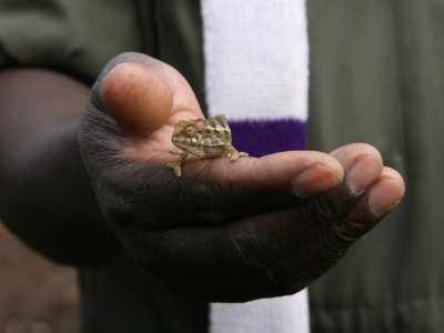 A small chameleon in Francois' hand.