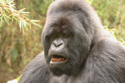 The silverback gave us a great big yawn, captured in the following sequence...